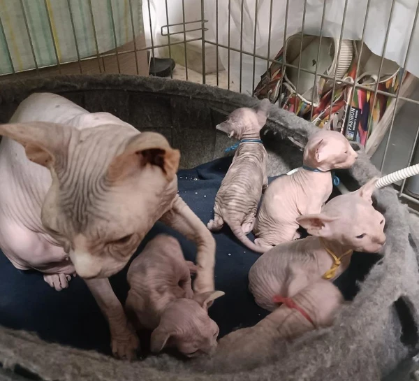 gattini di sphynx