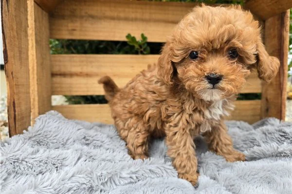 barboncina toy albicocca