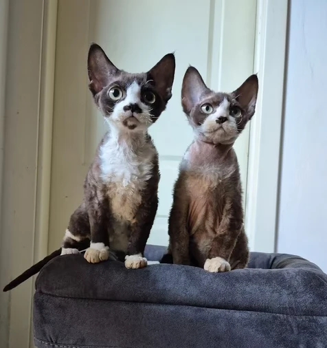 gattini di devon rex maschietto e femmina