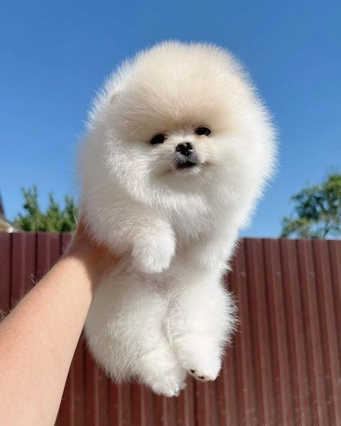 volpini di pomerania cuccioli tutti i colori