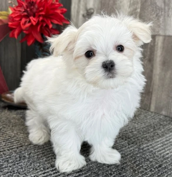 cuccioli di maltese