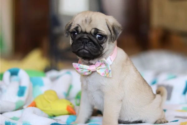 cuccioli di carlino