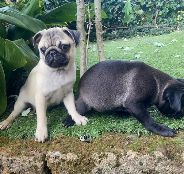 dolcissimi cuccioli di carlino