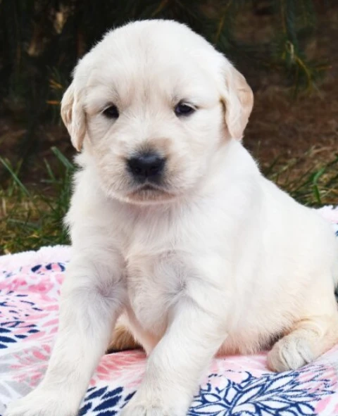 prestigiosa cuccioli di golden retriever
