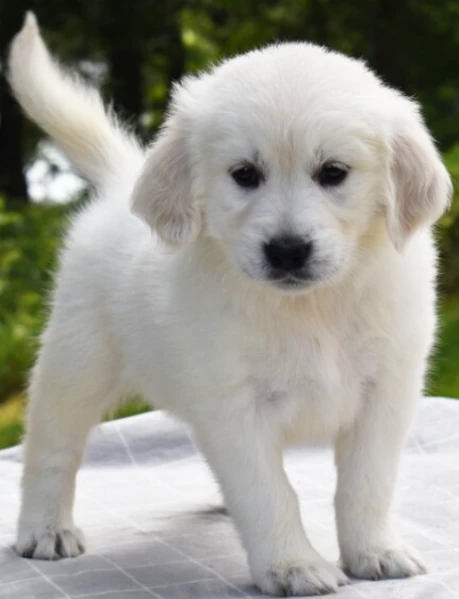 cuccioli golden retriever con pedigree enci