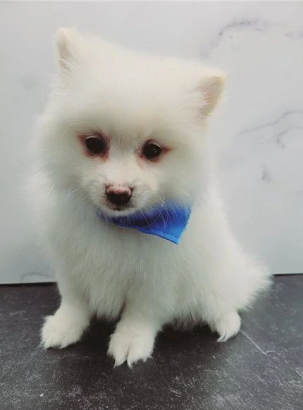 volpino spitz di pomerania 