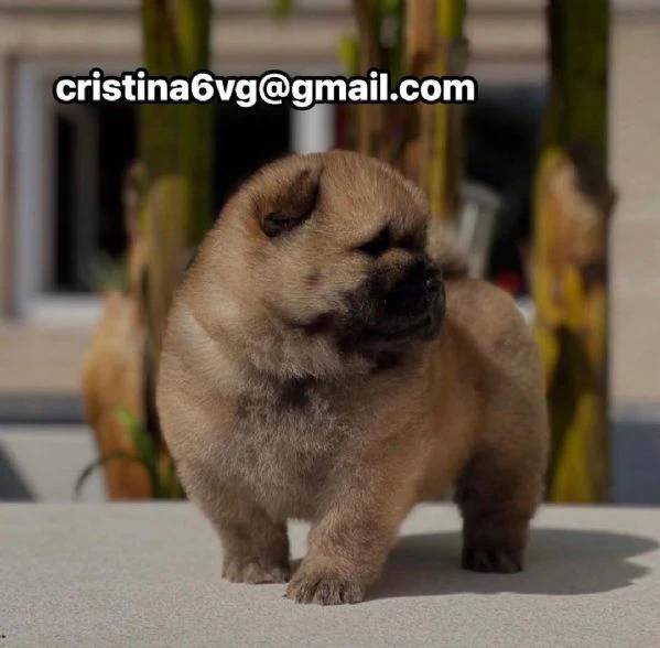 cucciolo di chow chow disponibile per l'adozione