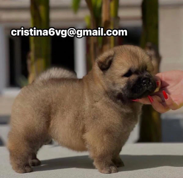 cucciolo di chow chow disponibile per l'adozione | Foto 0