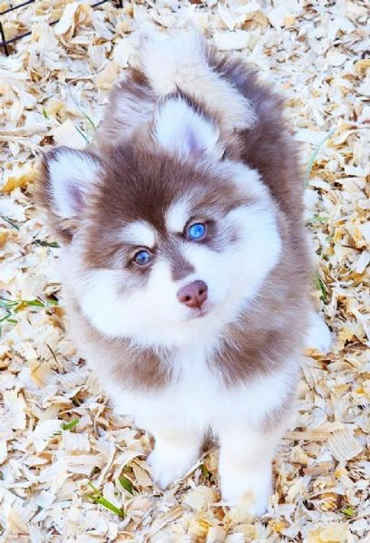 cuccioli di pomsky disponibili per l'adozione | Foto 1