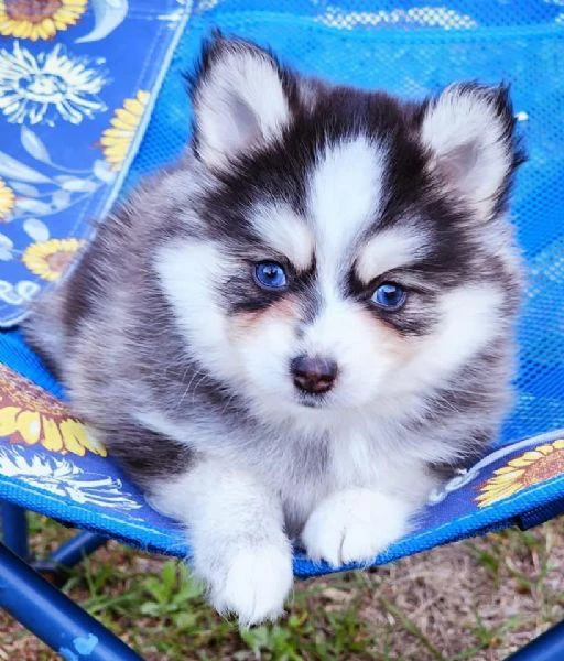 cuccioli di pomsky disponibili per l'adozione | Foto 0