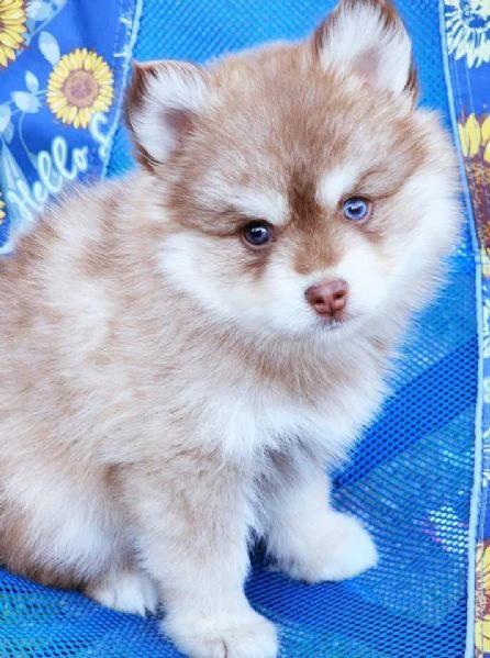cuccioli di pomsky disponibili per l'adozione