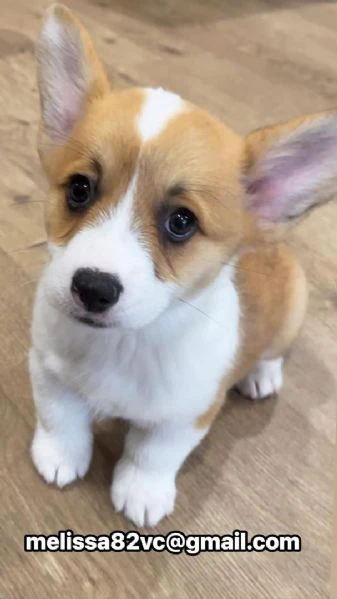 cucciolo di corgi disponibile per l'adozione