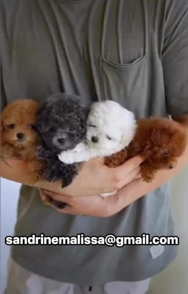 cuccioli di barboncino toy disponibili per l'adozione