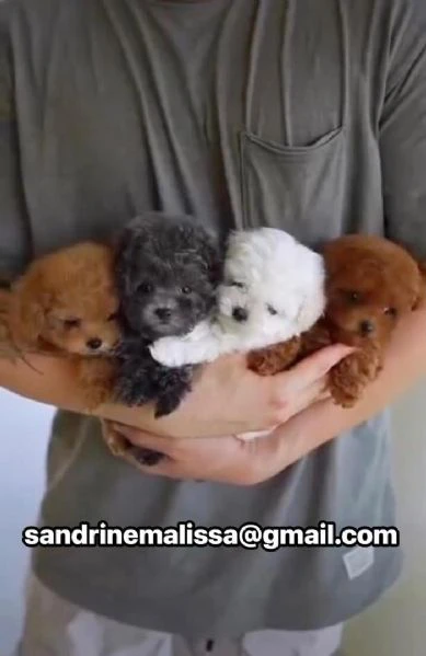 cuccioli di barboncino toy disponibili per l'adozione | Foto 0