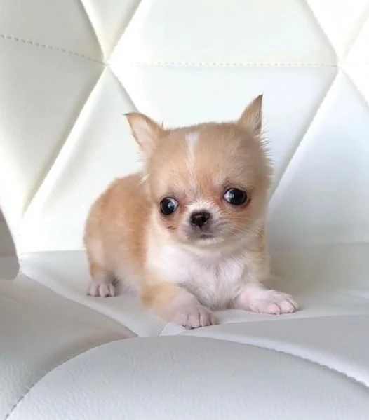 disponibili cuccioli di chihuahua per l'adozione