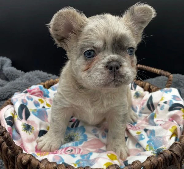 cucciolo di bulldog francese disponibile per l'adozione