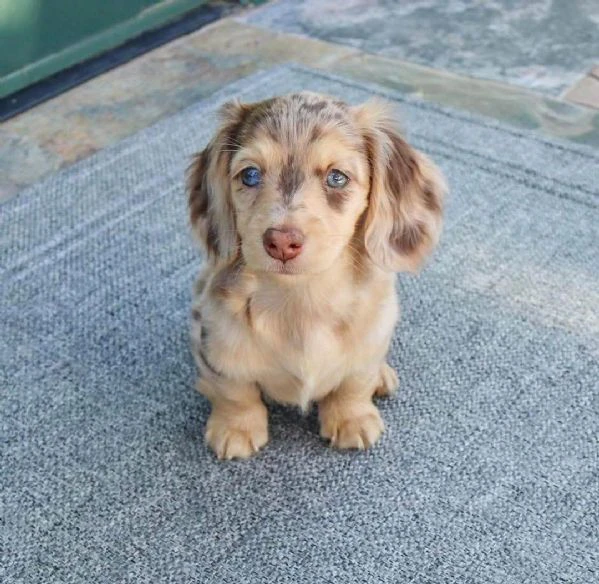 cucciolo di bassotto disponibile per l'adozione.