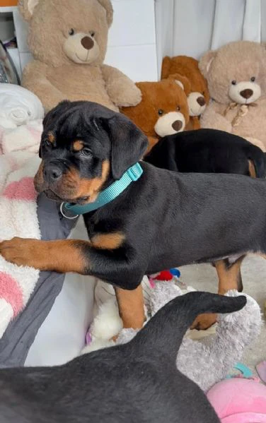 cucciolo di rottweiler disponibile per adozione | Foto 4
