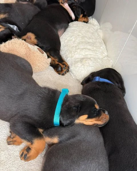 cucciolo di rottweiler disponibile per adozione | Foto 3