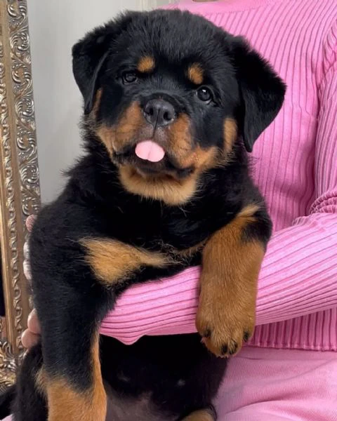 cucciolo di rottweiler disponibile per adozione