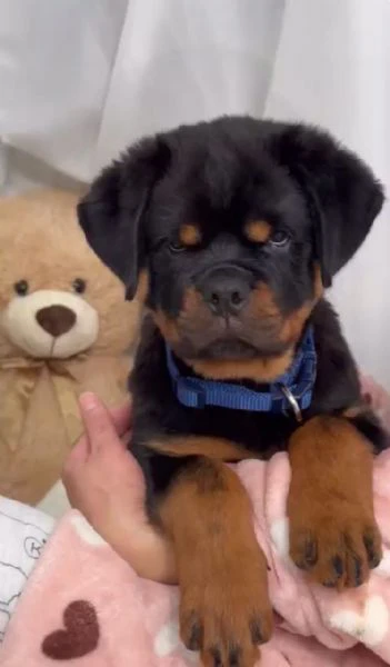 cucciolo di rottweiler disponibile per adozione | Foto 0