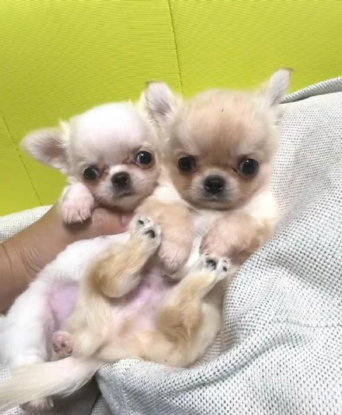 disponibili cuccioli di chihuahua per l'adozione