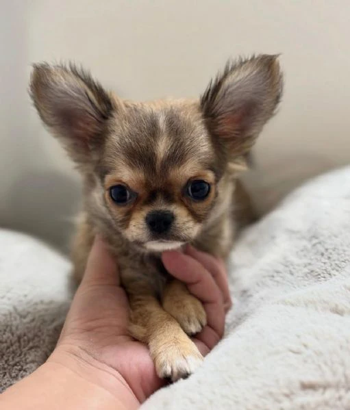 disponibili cuccioli di chihuahua per l'adozione | Foto 1