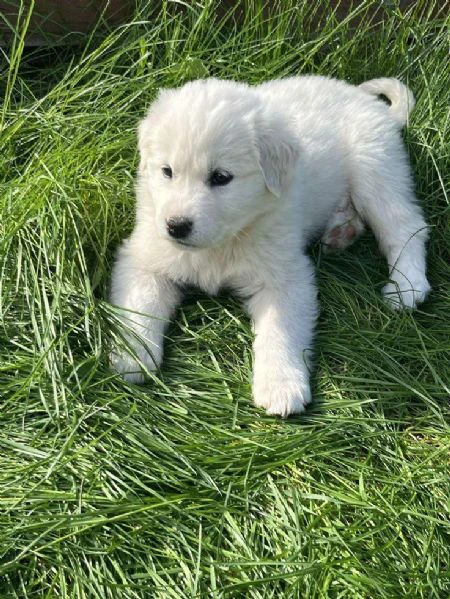   pastore maremmano disponibile per l'adozione