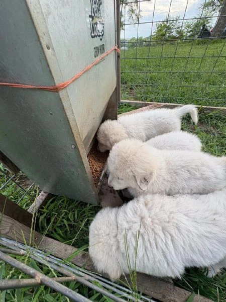   pastore maremmano disponibile per l'adozione | Foto 1