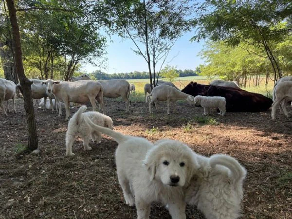   pastore maremmano disponibile per l'adozione | Foto 0
