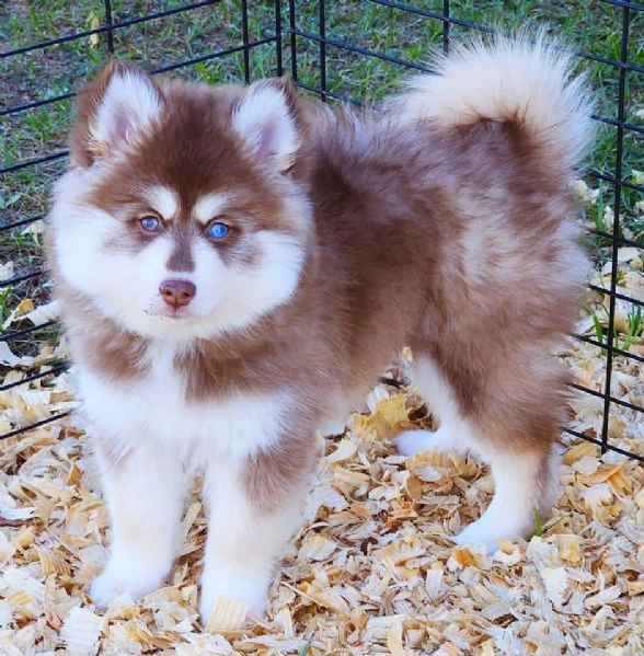 cuccioli di pomsky disponibili per l'adozione | Foto 1