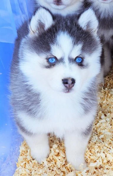 cuccioli di pomsky disponibili per l'adozione | Foto 0