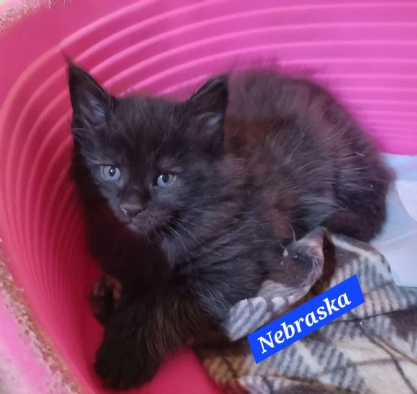 splendidi cuccioli mainecoon pedigree anfi | Foto 6