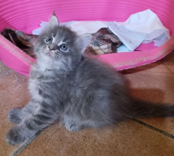 splendidi cuccioli mainecoon pedigree anfi | Foto 5