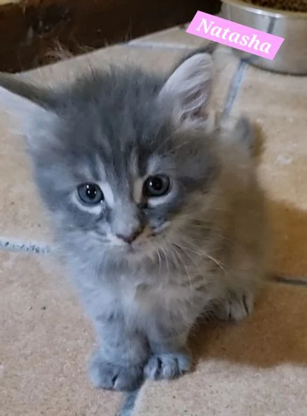 splendidi cuccioli mainecoon pedigree anfi | Foto 4