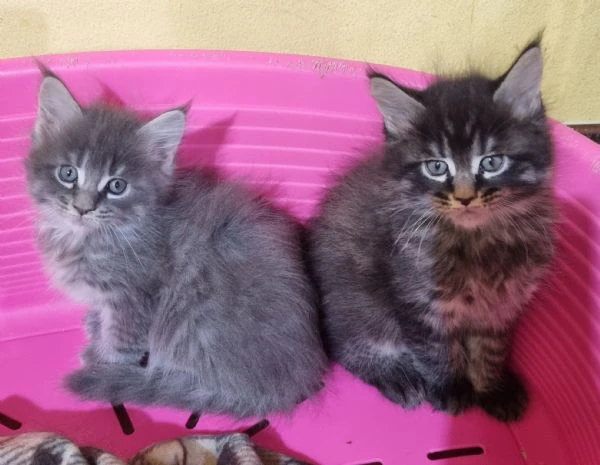 splendidi cuccioli mainecoon pedigree anfi | Foto 3