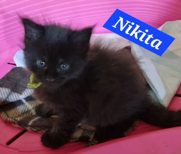 splendidi cuccioli mainecoon pedigree anfi | Foto 2