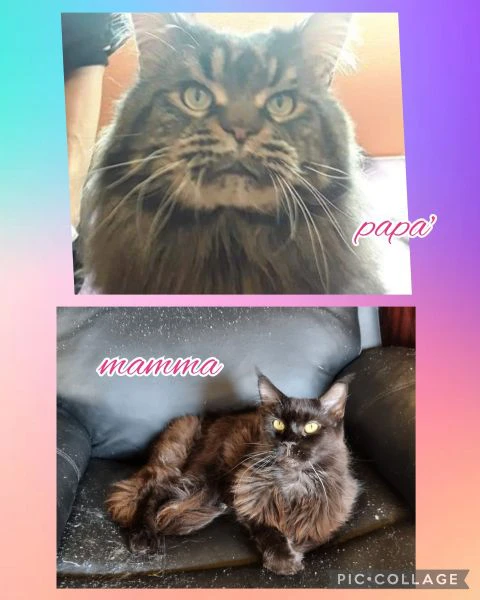 splendidi cuccioli mainecoon pedigree anfi | Foto 1