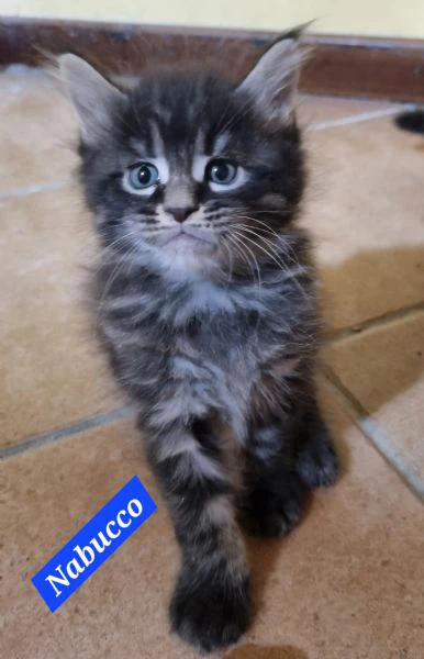 splendidi cuccioli mainecoon pedigree anfi