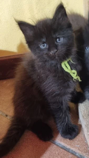 splendidi cuccioli mainecoon pedigree anfi | Foto 0