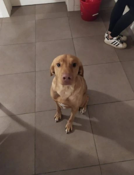 cane cerca una nuova famiglia,regalo,adozione
