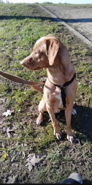 cane cerca una nuova famiglia,regalo,adozione | Foto 2