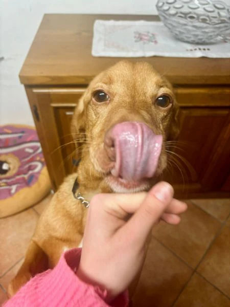 cane cerca una nuova famiglia,regalo,adozione | Foto 1