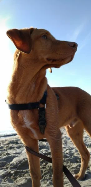 cane cerca una nuova famiglia,regalo,adozione | Foto 0