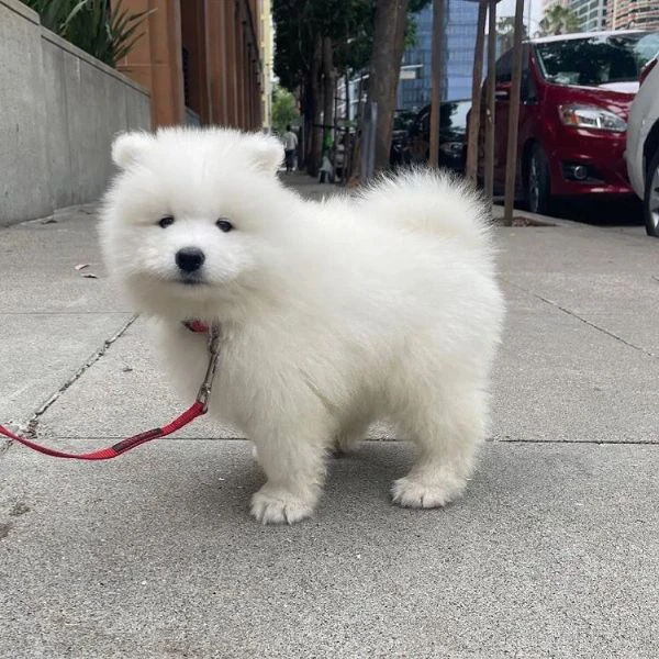 meravigliosa cucciolata di samoiedo | Foto 2