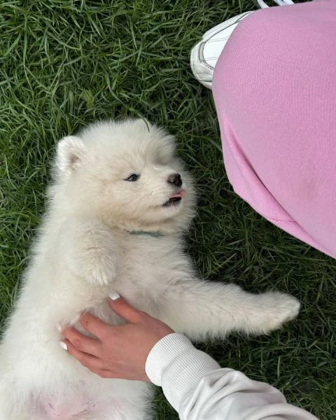 meravigliosa cucciolata di samoiedo | Foto 1