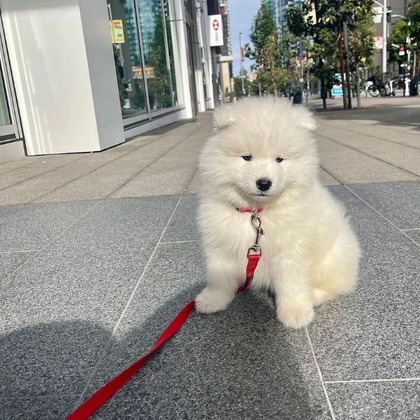 meravigliosa cucciolata di samoiedo | Foto 0