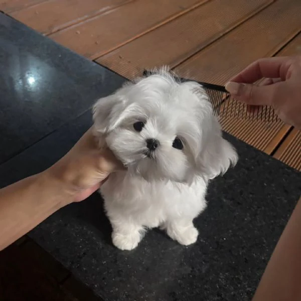 dolcissimi cuccioli di maltese | Foto 2