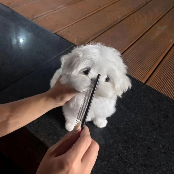 dolcissimi cuccioli di maltese | Foto 0