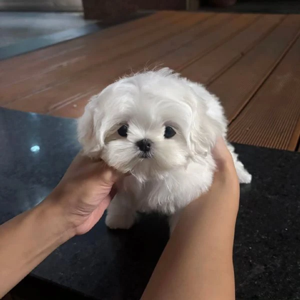 bellissimi cuccioli di maltese in miniatura